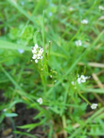 Cardamine hirsuta